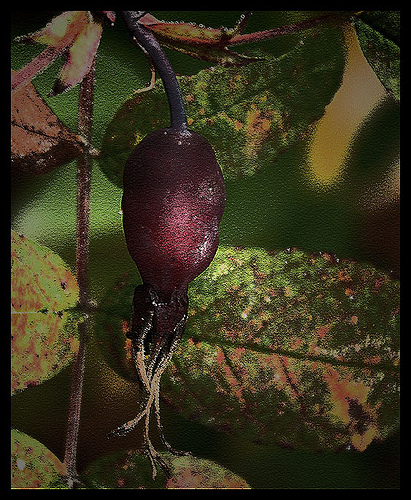 معرفی و راهنمای پرورش گیاهان زینتی - رزشمالی، رز تیغ دار